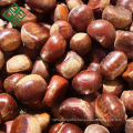 Chinese cheap raw fresh chestnuts